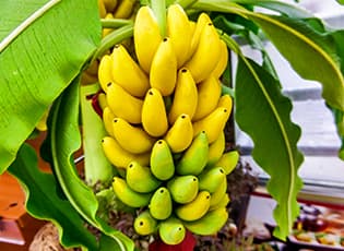 Банан: как вырастить в домашних условиях