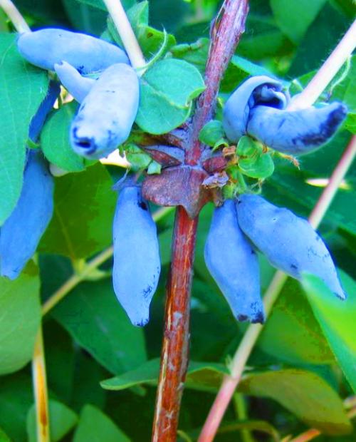 Жимолость голубая "Голубое Веретено" (ранний срок созревания)  фото-3