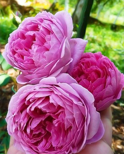 Роза английская розовая "Алан Тичмарш" (саженец класса АА+) высший сорт фото-