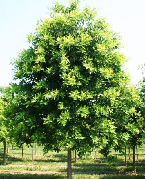 Дуб Болотный (Quercus palustris) (контейнер p9) фото-1