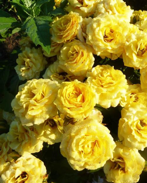 Роза спрей Сан Сити желтая (саженец класса АА+) высший сорт фото-3