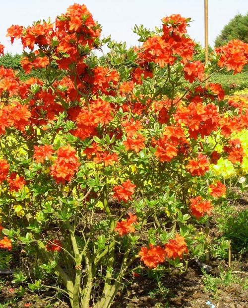 Рододендрон листопадный азалия Фейерверк (Feuerwerk) красная  фото-2