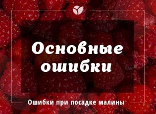 Малина: ошибки, приводящие к отсутствию урожая