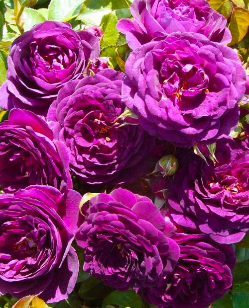Роза флорибунда фиолетовая "Эбб Тайд" (саженец класса АА+) высший сорт фото-1