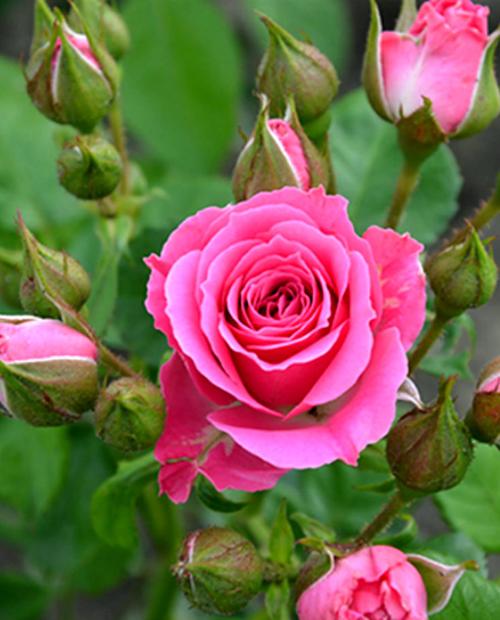 Роза спрей Лавли Лидия (Lovely Lidia) розовая (саженец класса АА+) высший сорт фото-2