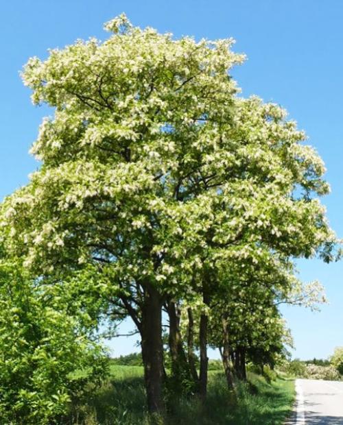Акация белая 3-х летняя (White acacia) высота саженца 100-120 см фото-3