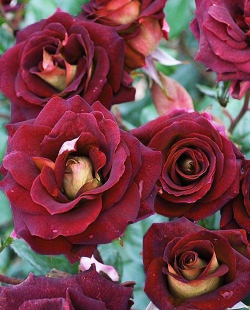 Роза флорибунда  темно-красная "Эдди Мидчелл" (саженец класса АА+) высший сорт фото-0