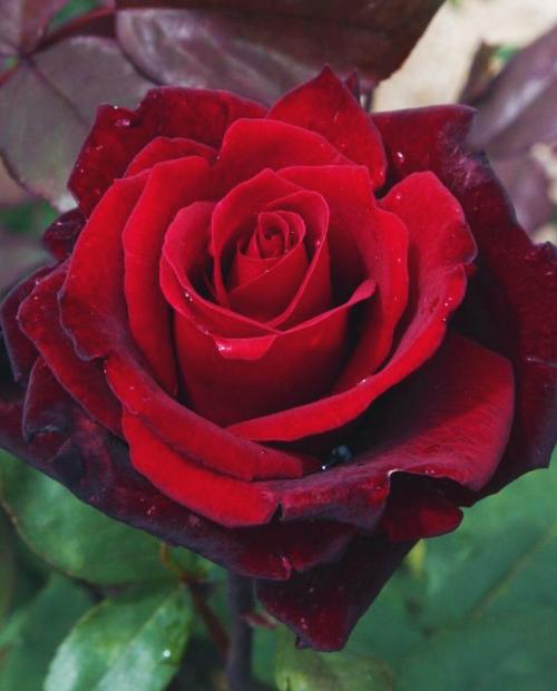 Роза чайно-гибридная Poзa Баркароле бархатно-красная (саженец класса АА+) высший сорт фото-3