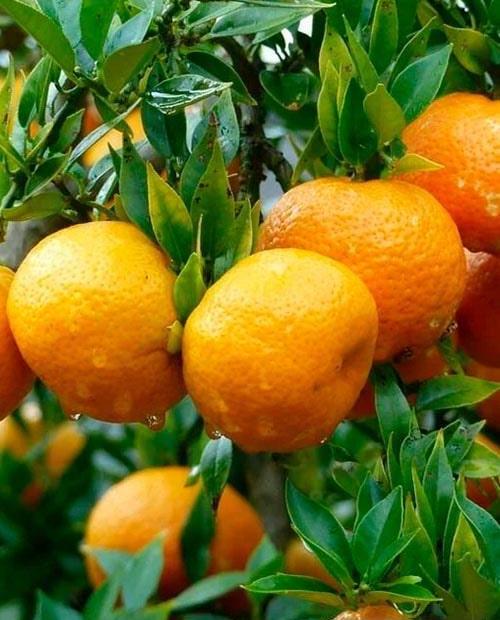 Мандарин Клементин оранжевый (средний срок созревания, гибрид мандарина и апельсина)