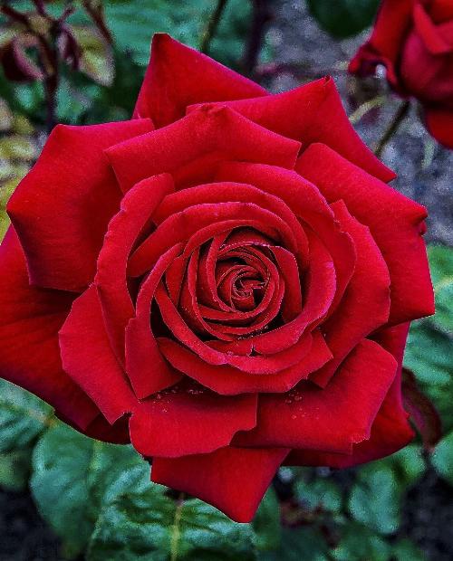 Роза чайно-гибридная Норита темно-красная (саженец класса АА+) высший сорт фото-1