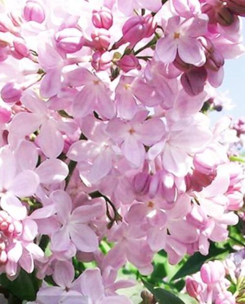 Сирень Розовая дымка светло-розовая (позднего срока цветения) (контейнер p9) 1-год фото-1