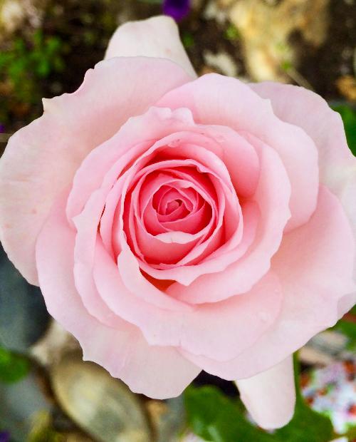 Роза чайно-гибридная розовая "Сусанна" (саженец класса АА+) высший сорт фото-3