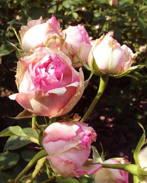 Роза чайно-гибридная зеленовато-розовая "Джим" (саженец класса АА+) высший сорт фото-1