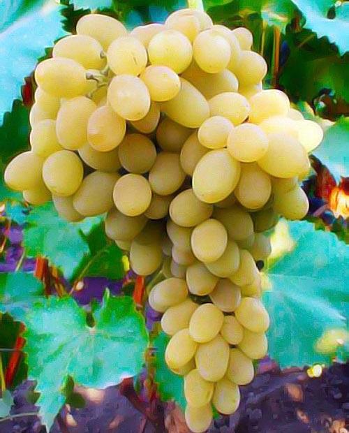 Виноград золотисто-желтый "Бристоль мускат" (столовый сорт, ранний срок созревания) фото-