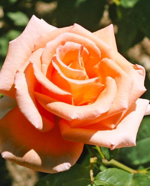 Роза чайно-гибридная кремово-розовая "Эмми" (саженец класса АА+) высший сорт фото-3