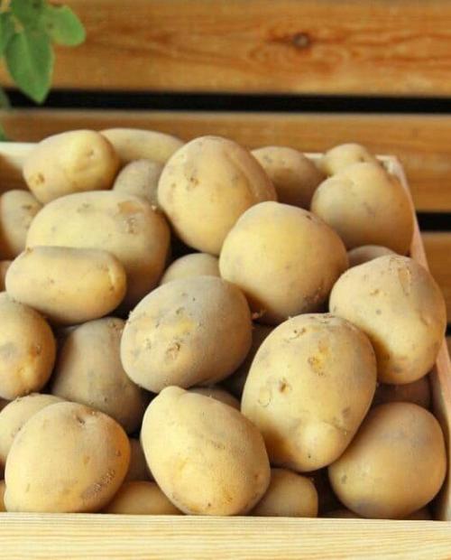 Семенной картофель "Аризона" 1 кг фото-1
