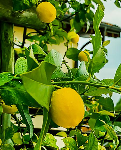 Лимон "Салават" (ремонтантный, устойчивый к заболеваниям сорт) фото-2