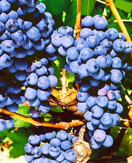 Виноград темно-синий "Плечистик" (винный сорт, среднего срока созревания) фото-3