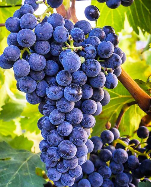Виноград темно-синий "Плечистик" (винный сорт, среднего срока созревания) фото-1