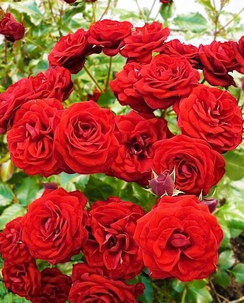 Роза спрей Таманго красно-малиновая (саженец класса АА+) высший сорт фото-0