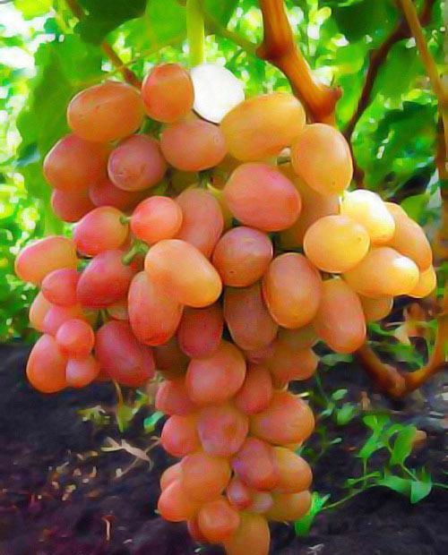 Виноград столовый Ливия – купить в интернет-магазине Агро-Маркет24