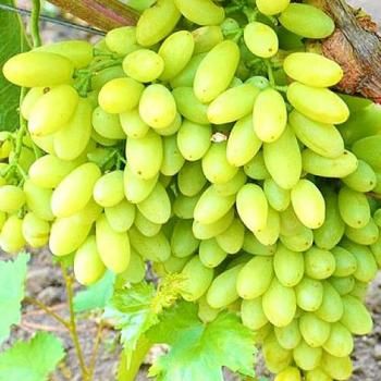 Виноград зеленый "Тимур" (столовый сорт, ранний срок созревания)