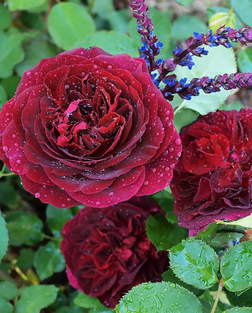 Роза английская Манстед Вуд алая (саженец класса АА+) высший сорт фото-2