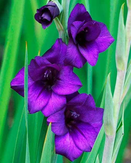 Гладиолус крупноцветковый "Пёрпл Флора" (Purple Flora) 3шт в упаковке фото-3