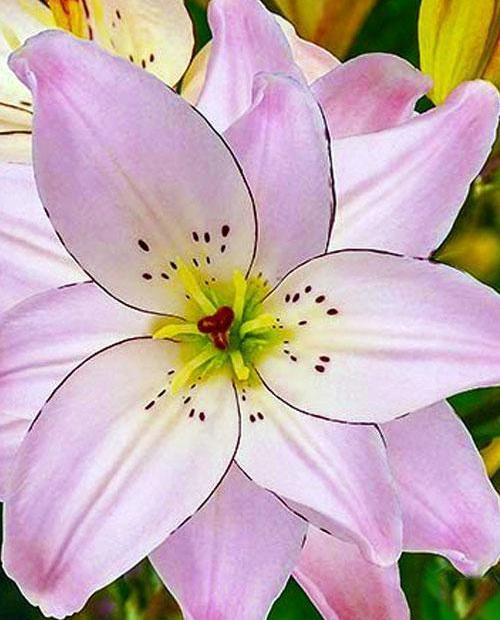 Лилия "Spring Pink" 1шт в упаковке фото-0