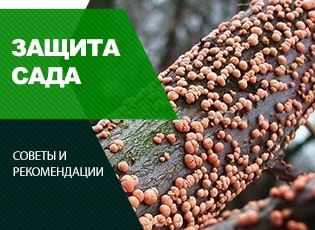 Защита растений от вредителей