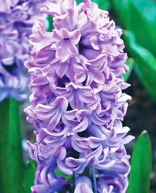 Гиацинт "Splendid Cornelia" 2шт в упаковке фото-1