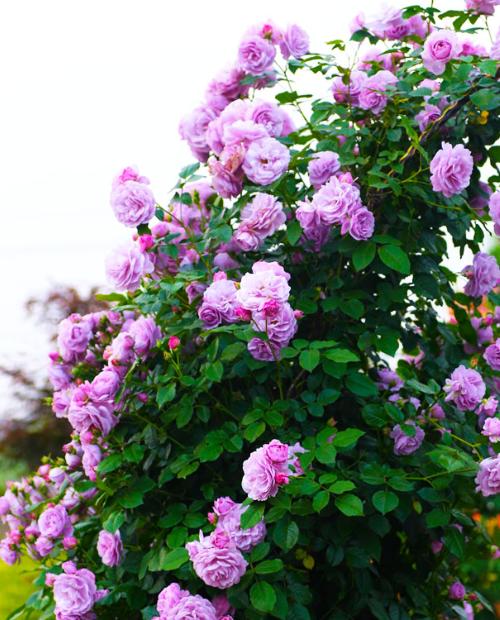 Роза плетистая Индиголетта фиолетовая (саженец класса АА+) высший сорт фото-1