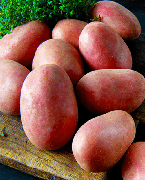 Семенной картофель Ред Фэнтези 1кг фото-0