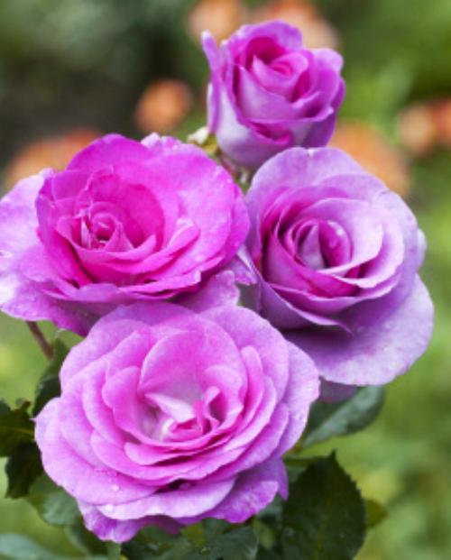Роза плетистая насыщенно фиолетовая "Виолет Парфюм" (саженец класса АА+) высший сорт  фото-2