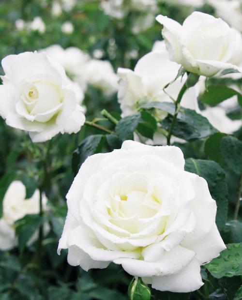 Роза чайно-гибридная белая "Анастасия" (саженец класса АА+) высший сорт фото-3
