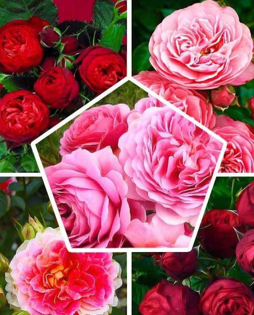 Шраб роза, микс из 5-ти сортов "Рубин" (Ruby) 5шт в комплекте фото-0