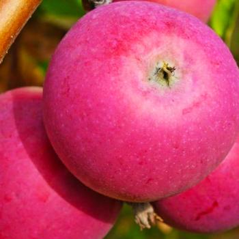 Яблоня розово-красная "Вишневая" (зимний, морозоустойчивый сорт)