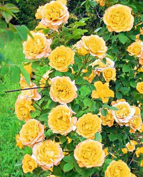 Роза плетистая Римоза желтая (саженец класса АА+) высший сорт фото-0