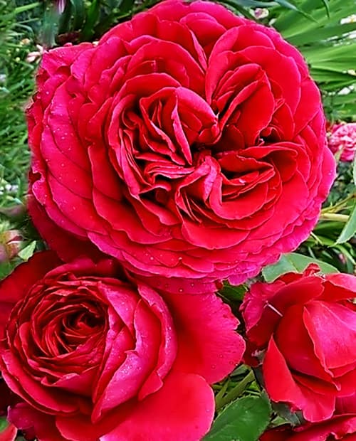 Роза флорибунда "Четырех Ветров" (корневая окс) 1-год фото-0