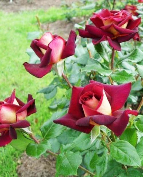 Роза флорибунда  темно-красная "Эдди Мидчелл" (саженец класса АА+) высший сорт фото-2