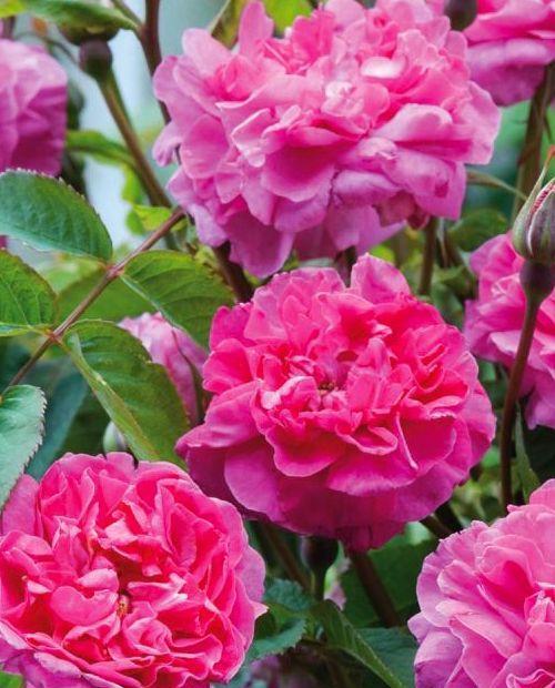 Роза английская ярко-розовая "Боскобель" (саженец класса АА+) высший сорт фото-0