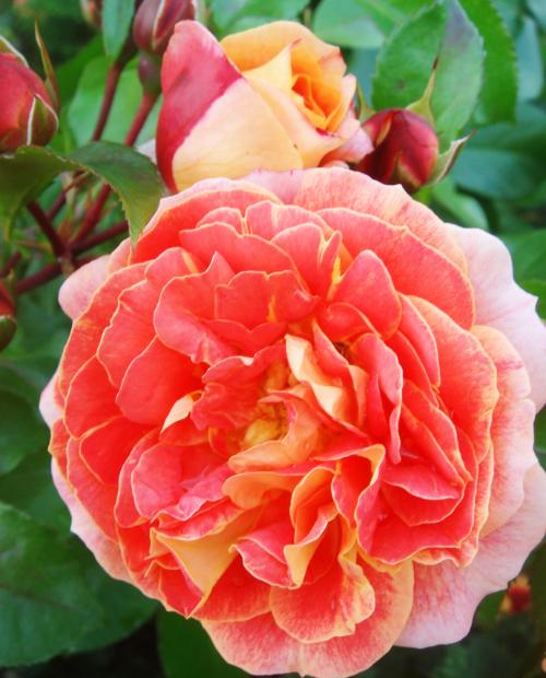 Роза флорибунда оранжево-желтая "Гебрюдер Гримм" (саженец класса АА+) высший сорт фото-1