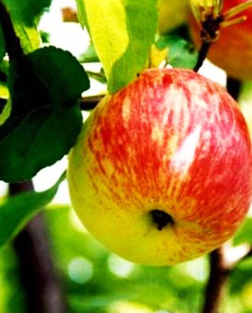 Яблоня беловатая с красным румянцем "Избранница" (осенний, морозоустойчивый сорт) фото-