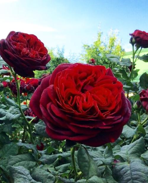 Роза флорибунда алая "Графин фон Харденберг" (саженец класса АА+) высший сорт фото-3