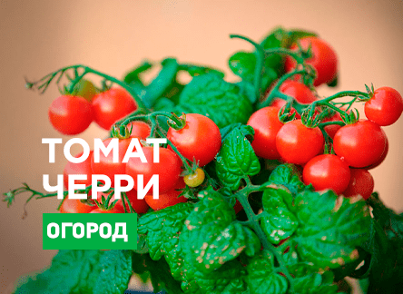 Лучшие сорта томатов черри