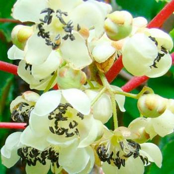 Киви опылитель "Мальбэк" (мужской цветок, один саженец опыляет до 5-6 растений)
