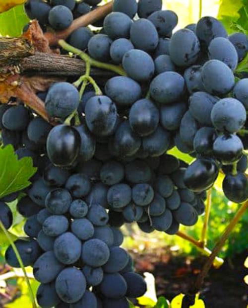 Виноград Молдова темно-фиолетовый (столовый сорт, средне-поздний срок созревания) фото-1