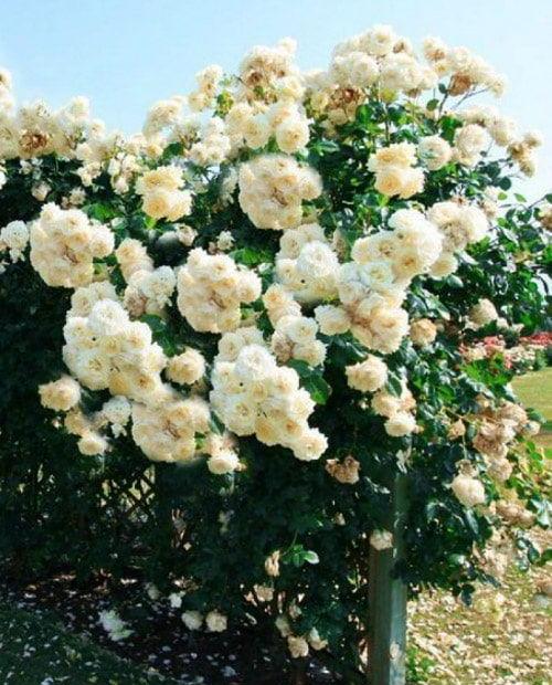 Роза плетистая нежно-кремовая "Эльф" (Elfe) (саженец класса АА+) высший сорт фото-