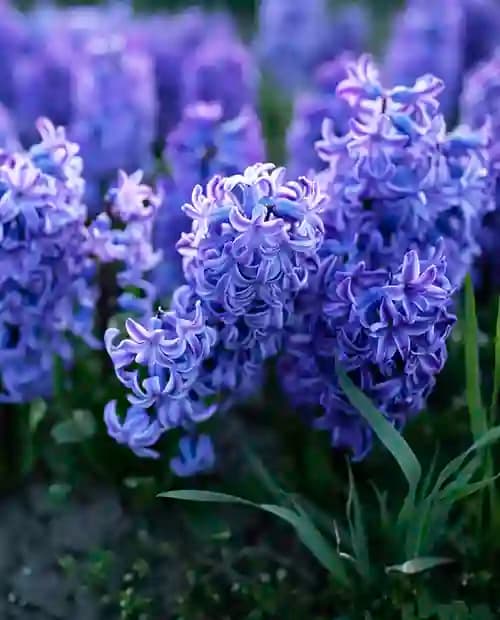 Гиацинт "Delft Blue" 2шт в упаковке фото-2