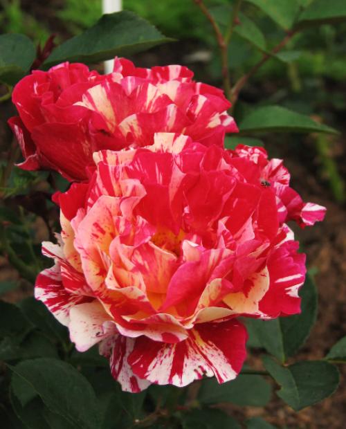 Роза флорибунда желто-красная "Морис Утрилло" (саженец класса АА+) высший сорт фото-1